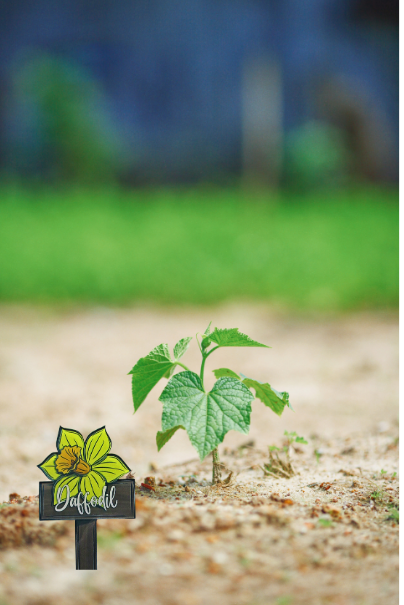 Acrylic-Daffodil with Sign Shaped Sublimated Plant Stake