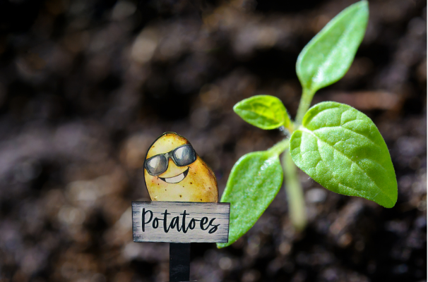Acrylic-Potato Shaped Sublimated Plant Stake