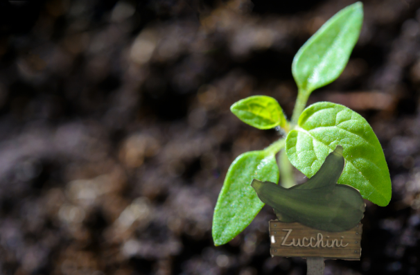 Acrylic- Squash Shaped Sublimated Plant Stake