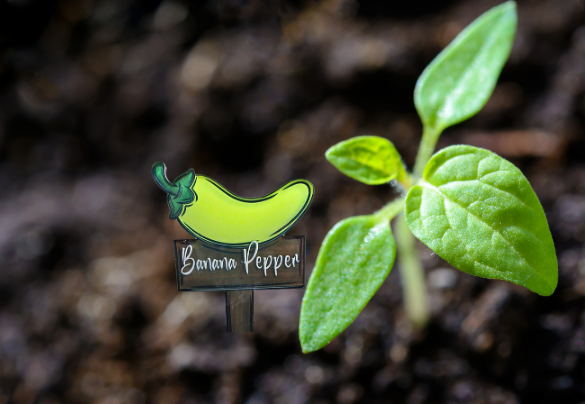 Acrylic-Hot Pepper Shaped Sublimated Plant Stake