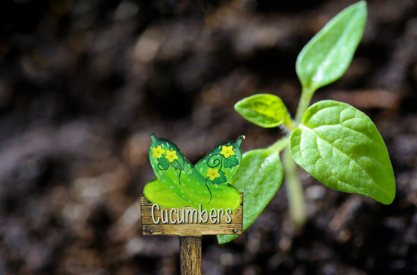 Acrylic- Cucumber Shaped Sublimated Plant Stake