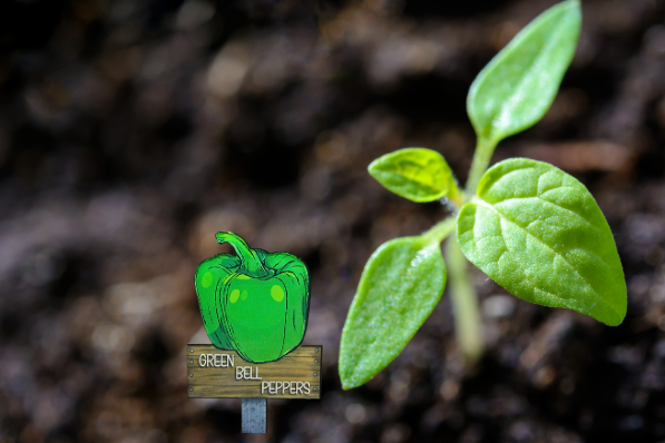 Acrylic-Pepper Shaped Sublimated Plant Stake