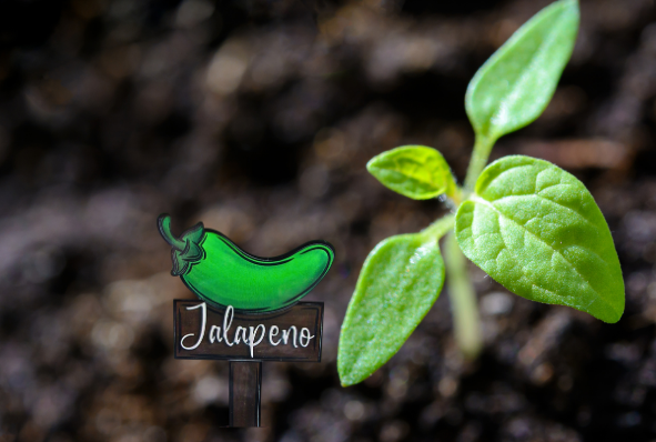 Acrylic-Hot Pepper Shaped Sublimated Plant Stake
