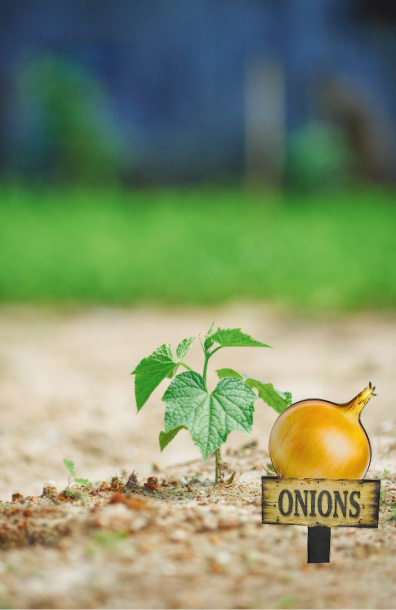 Acrylic- Onion Shaped Sublimated Plant Stake