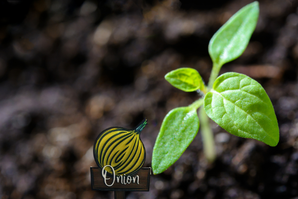 Acrylic- Onion Shaped Sublimated Plant Stake