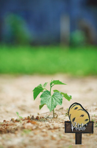 Acrylic-Potato Shaped Sublimated Plant Stake