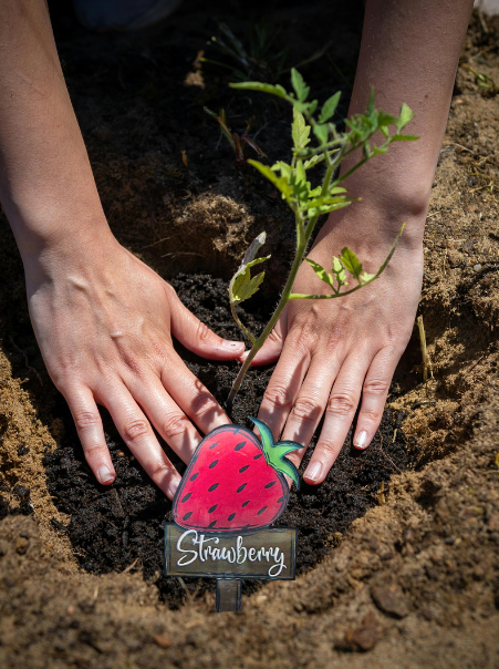 Acrylic- Strawberry Shaped Sublimated Plant Stake