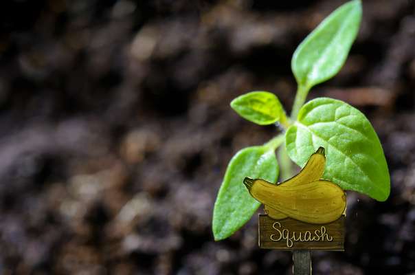 Acrylic- Squash Shaped Sublimated Plant Stake