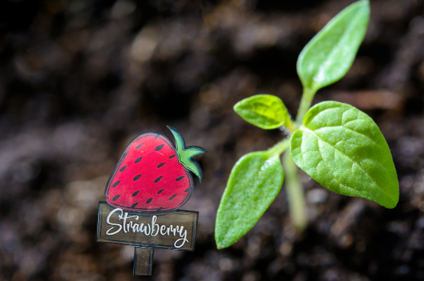 Acrylic- Strawberry Shaped Sublimated Plant Stake