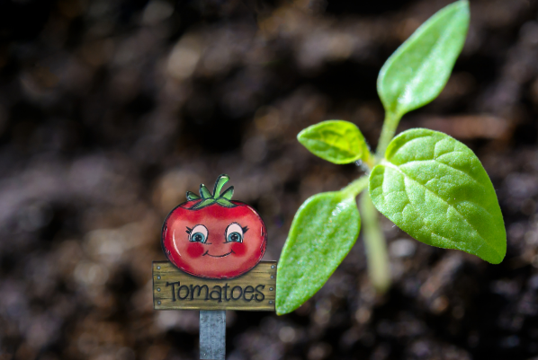 Acrylic-Tomato Shaped Sublimated Plant Stake