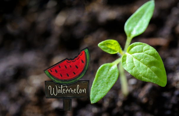 Acrylic- Watermelon Shaped Sublimated Plant Stake