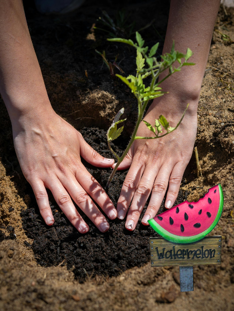 Acrylic- Watermelon Shaped Sublimated Plant Stake