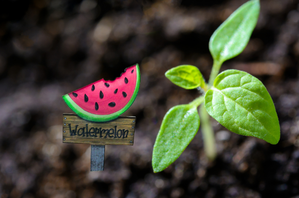 Acrylic- Watermelon Shaped Sublimated Plant Stake