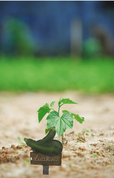 Acrylic- Squash Shaped Sublimated Plant Stake
